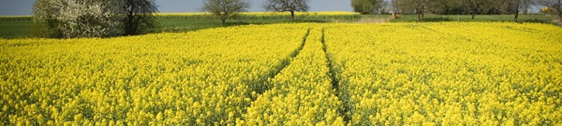Rapsfeld mit blauem Himmel